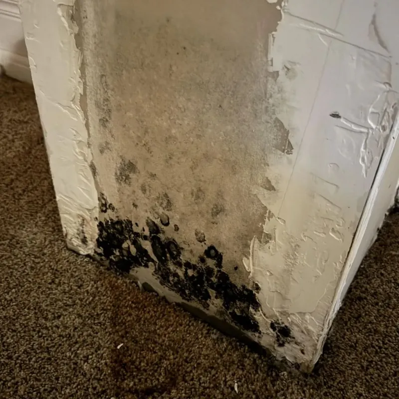 Professional Mold Removal in Buffalo, MN